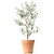 Olive Tree | Vego Garden