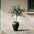 Olive Tree | Vego Garden
