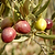 Olive Tree | Vego Garden
