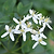 Armandii Snowdrift Clematis | Vego Garden