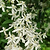 Armandii Snowdrift Clematis | Vego Garden