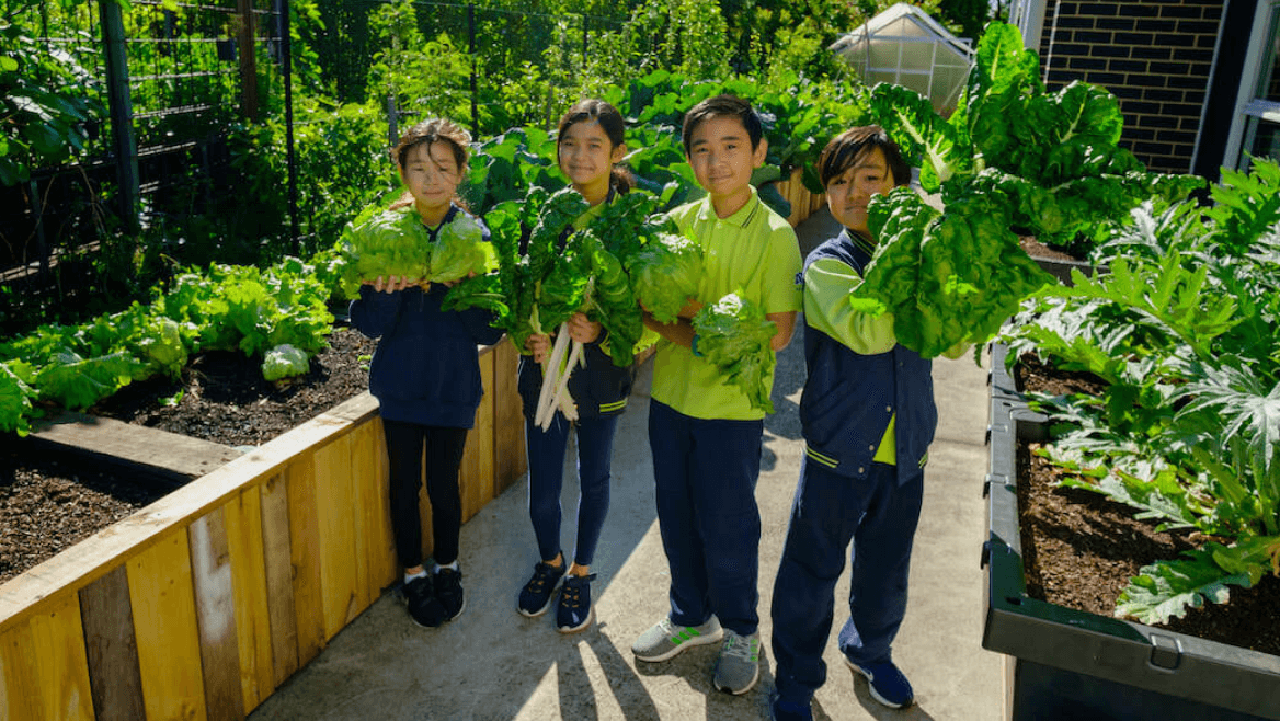 Vego garden beds