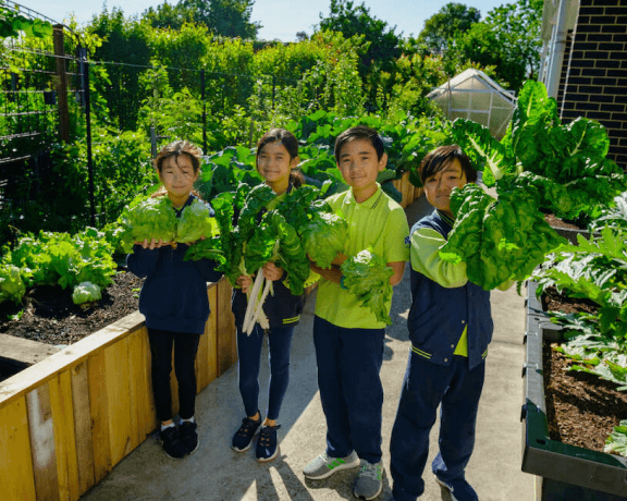 Vego garden beds