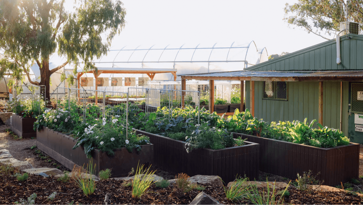 Vego garden beds