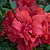 Ever After™ Ruby Reblooming Azalea | Vego Garden