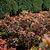 Ever After™ Ruby Azalea | Vego Garden