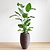 Bird of Paradise | Vego Garden