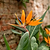 Bird of Paradise | Vego Garden