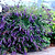 Black Knight Butterfly Bush | Vego Garden