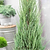 Blue Arrow Juniper Tree | Vego Garden