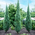 Blue Arrow Juniper Tree | Vego Garden