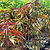 Bonfire Patio Peach | Vego Garden