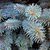Baby Blue Spruce | Vego Garden