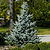 Baby Blue Spruce | Vego Garden
