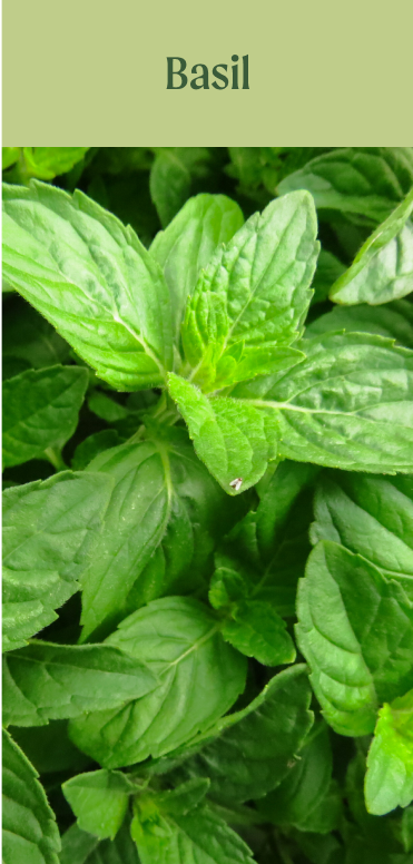 Basil