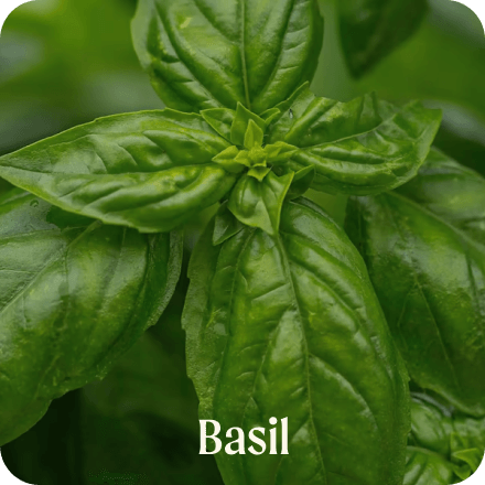 Basil