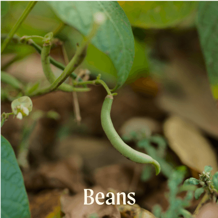 Beans