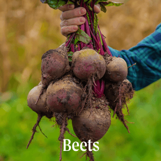 Vego garden beds