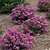 Bellini® Grape Crape Myrtle | Vego Garden