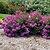 Bellini® Grape Crape Myrtle | Vego Garden