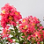 Bellini® Raspberry Crape Myrtle | Vego Garden
