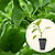 Big Bertha Bell Pepper Seedlings | Vego Garden