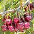 Bing Cherry Tree