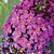 Birthday Cake™ Butterfly Bush | Vego Garden
