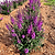 Birthday Cake® Butterfly Bush