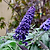 Black Knight Butterfly Bush | Vego Garden