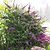 Black Knight Butterfly Bush | Vego Garden