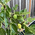 Black Mission Fig | Vego Garden