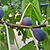 Black Mission Fig | Vego Garden