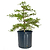 Black Olive Tree