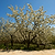 Black Tartarian Cherry Tree | Vego Garden