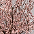 Black Tartarian Cherry Tree | Vego Garden