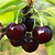 Black Tartarian Cherry Tree | Vego Garden