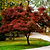 Bloodgood Japanese Maple | Vego Garden