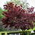 Bloodgood Japanese Maple | Vego Garden