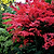 Bloodgood Japanese Maple | Vego Garden