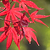 Bloodgood Japanese Maple | Vego Garden