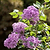 Bloomerang Lilac Bush | Vego Garden