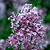 Bloomerang Lilac Bush | Vego Garden