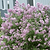 Bloomerang Lilac Bush | Vego Garden