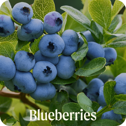 Blueberries