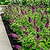 Blueberry Pie™ Butterfly Bush | Vego Garden