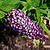 Blueberry Pie® Butterfly Bush