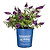 Blueberry Pie® Butterfly Bush
