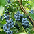 Bluecrop Blueberry | Vego Garden