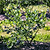 Bluecrop Blueberry | Vego Garden